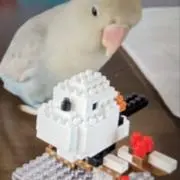 suiの画像