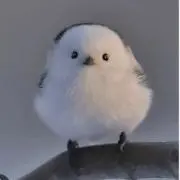 シマエナガの画像