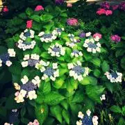 紫陽花の画像
