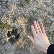 ケン太郎スの画像
