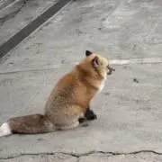 かべこの画像