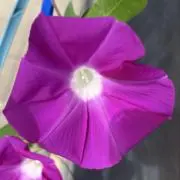 724290ママの画像