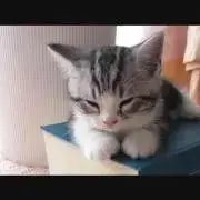 ふうの画像
