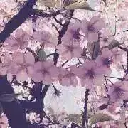 maniniの画像