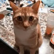 プー君