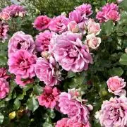 ❤️ROSE＊ROSE❤️の画像