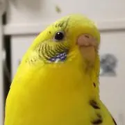 あの画像