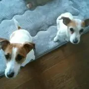 ☆リロ＆チップ☆