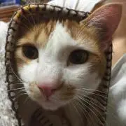 にゃんの画像