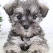 こんぺいとうの画像