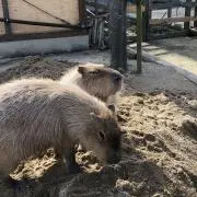 カピ子の画像