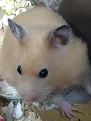 ※あひるっぴ※のんびり発送ですの画像