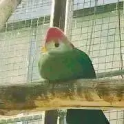 りぼん※プロフ必読※の画像