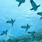 こんすけ