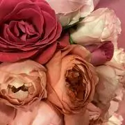 MARINAの画像