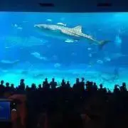 がんちゃん☆の画像