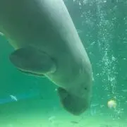 ムラ