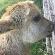 馬&鹿&ポニーの画像