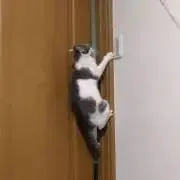 けん