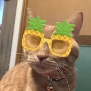SCKの画像