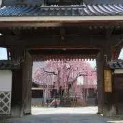 パッパカパインアメ