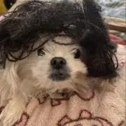 おじゃすの画像