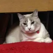 怪獣ゴンの母
