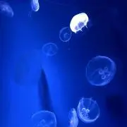 makisukeの画像