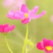 suiの画像