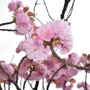 よろずやの画像