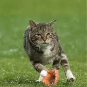 どんとこい