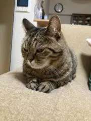 tsunosatoの画像