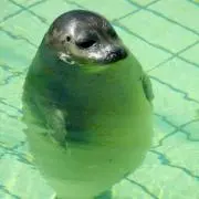 菊の画像