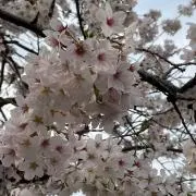 こみしゃん