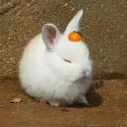 けいつ