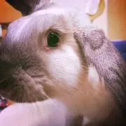 RAYの画像