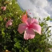 Hana