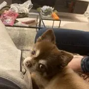 あらしの画像