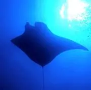 アイスコーヒーの画像