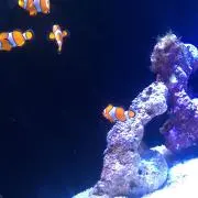 re。の画像