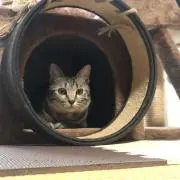 yuzuneko
