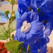 みかんの画像
