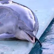 Jumの画像