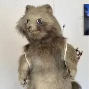 もいす