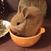 ももたの画像