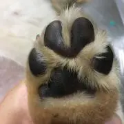 きょんの画像