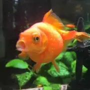 モーチ