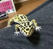 チ ロの画像
