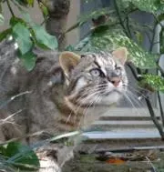 やまねこの画像