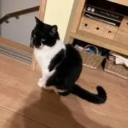 daの画像
